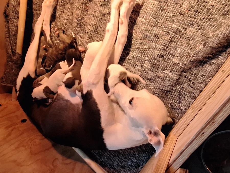 Whippet hvalpe