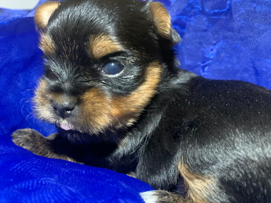 Yorkshire Terrier hvalpe