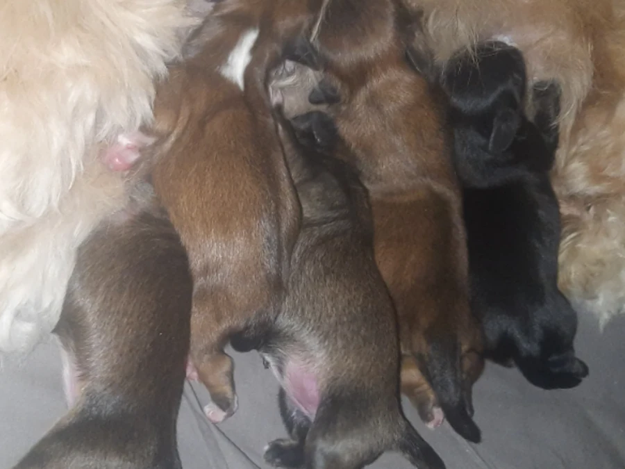 Lhasa apso hvalpe