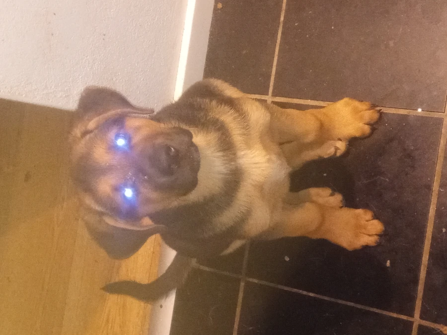 Schæferhund hvalpe