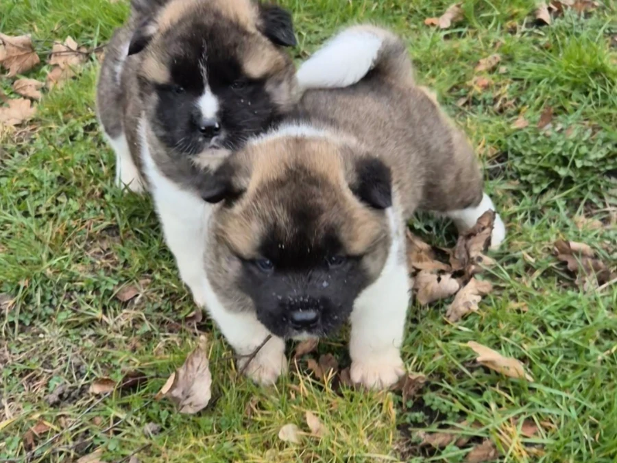 Akita hvalpe