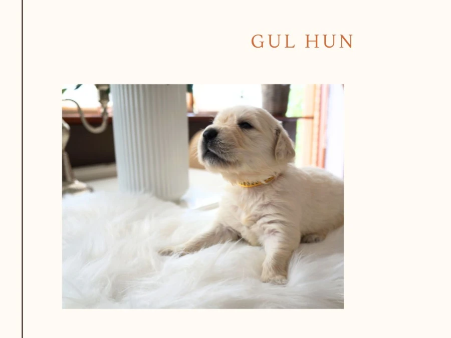 Golden Retriever hvalpe
