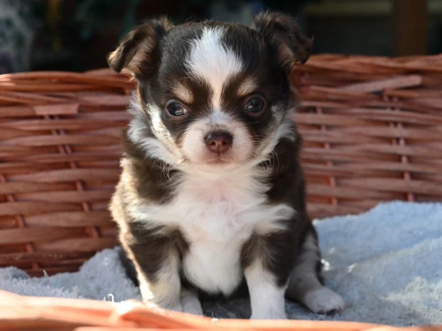 Chihuahua hvalpe