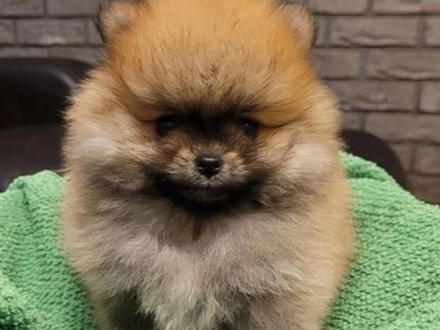 Pomeranian hvalpe