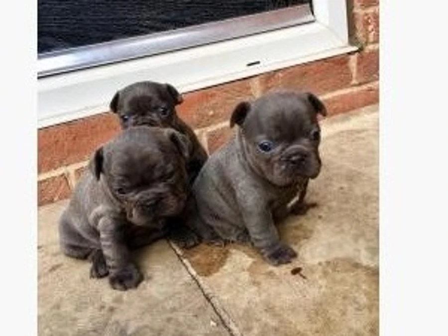 Fransk Bulldog hvalpe