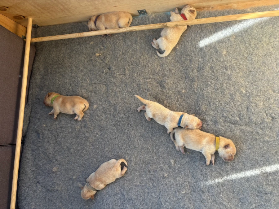 Chow Chow hvalpe