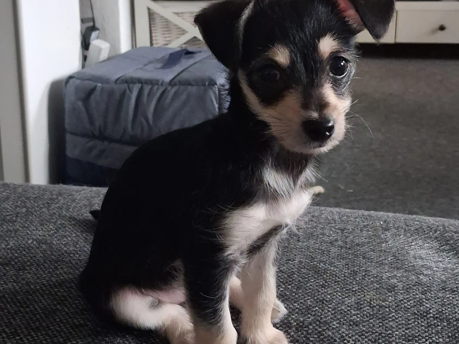 Chihuahua hvalpe