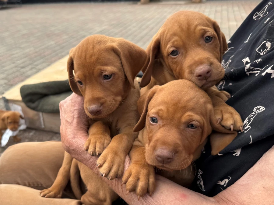 Vizsla hvalpe