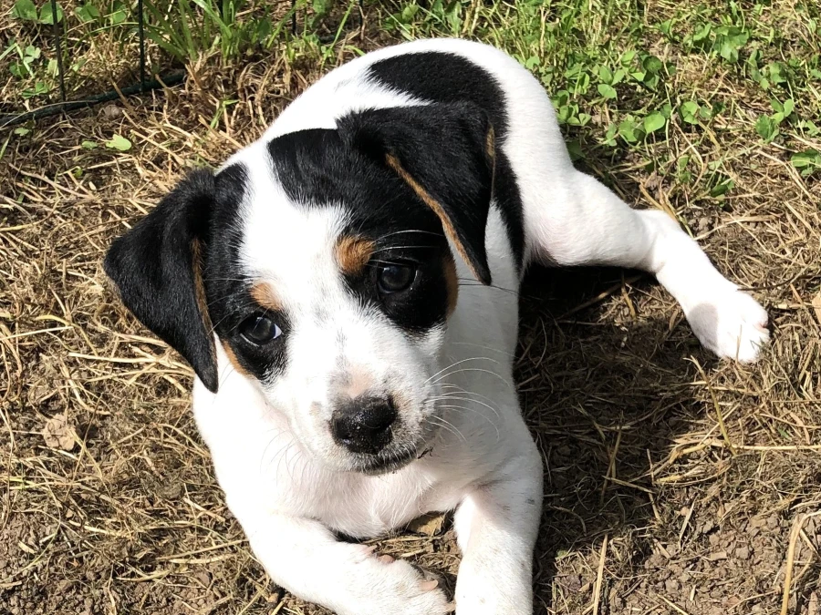 Dansk Svensk Gårdhund hvalpe